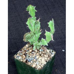 Euphorbia sp. Edward Hummell 4-inch pots