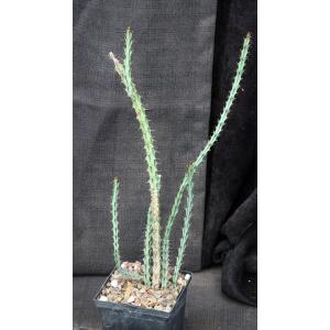 Euphorbia greenwayii 5-inch pots