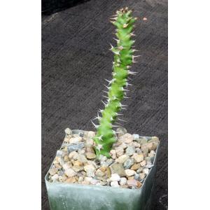 Euphorbia sp. aff. immersa (L&H 10365) 4-inch pots