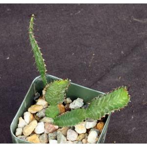 Euphorbia stellata 2-inch pots