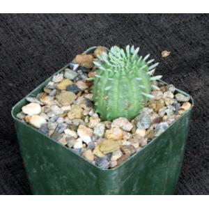 Euphorbia stellispina 4-inch pots