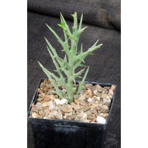 Euphorbia stenoclada ssp. stenoclada 5-inch pots