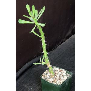 Euphorbia sudanica 5-inch pots