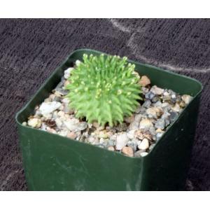 Euphorbia susannae 4-inch pots