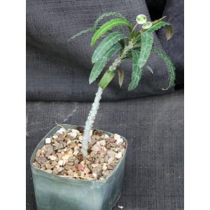 Euphorbia suzannae-marnierae 5-inch pots