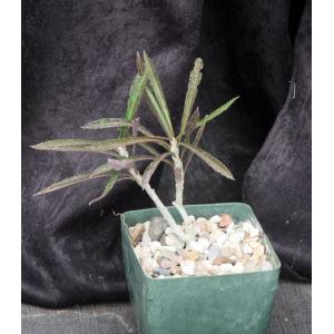 Euphorbia suzannae-marnierae 5-inch pots