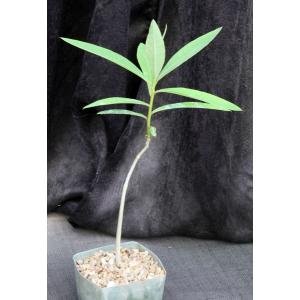 Euphorbia tanquahuete 5-inch pots