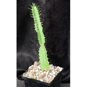 Euphorbia teixeirae 5-inch pots