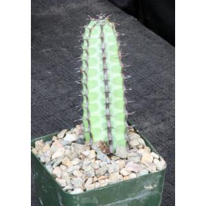 Euphorbia tescorum 4-inch pots