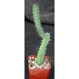 Euphorbia tescorum (Powys 766) 4-inch pots