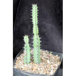Euphorbia tescorum (Powys 766) one-gallon pots
