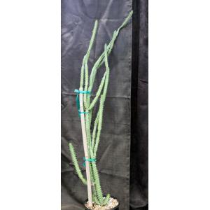 Euphorbia tescorum (PV 2496) 2-gallon pots