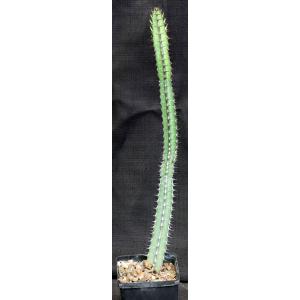 Euphorbia tescorum (Suyien, Kenya) 5-inch pots