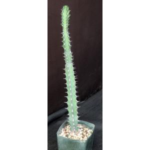 Euphorbia tescorum (Lav 12516) 5-inch pots