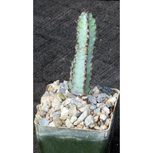 Euphorbia tescorum miniature 3-inch pots
