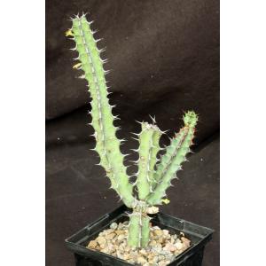 Euphorbia tescorum (Suyian) 5-inch pots