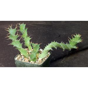 Euphorbia tortirama 5-inch pots