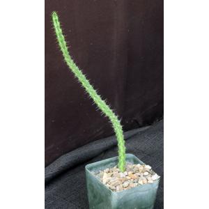 Euphorbia torta(ES 21178) 4-inch pots