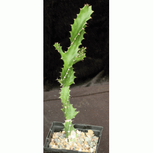 Euphorbia tortilis 5-inch pots