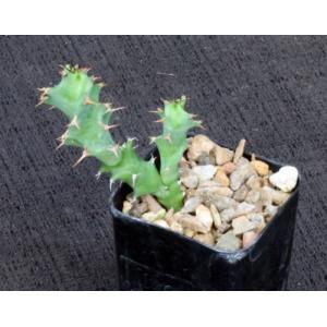 Euphorbia tortirama 2-inch pots