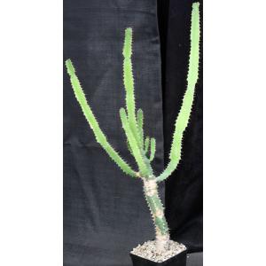 Euphorbia triangularis 5-inch pots