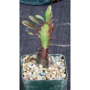 Euphorbia trigona (red) 3-inch pots