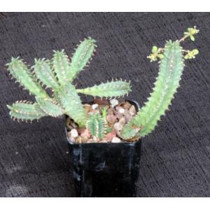 Euphorbia tubiglans 2-inch pots