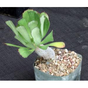 Euphorbia unispina 5-inch pots