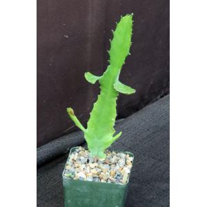 Euphorbia vajravelui 4-inch pots