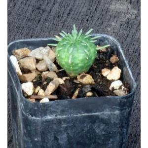 Euphorbia valida (GM 007) 2-inch pots
