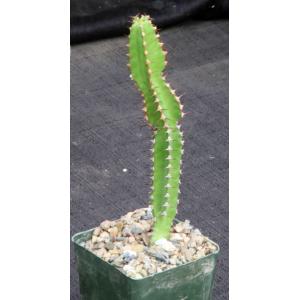 Euphorbia vallaris 4-inch pots