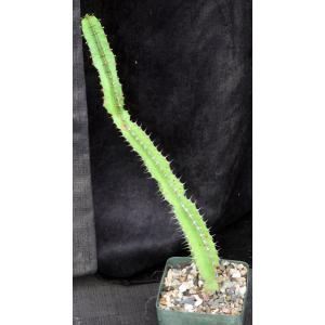 Euphorbia vallaris 5-inch pots