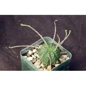 Euphorbia valida (GM 007) 3-inch pots
