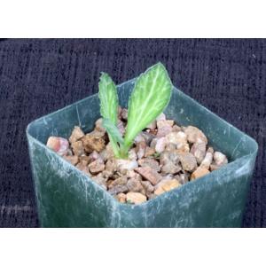 Euphorbia venenifica 4-inch pots