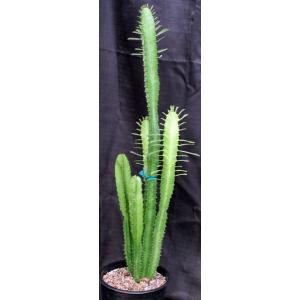 Euphorbia viduiflora 2-gallon pots