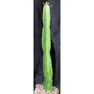 Euphorbia viduiflora-gallon pots