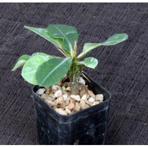 Euphorbia viguieri var. capuroniana 2-inch pots