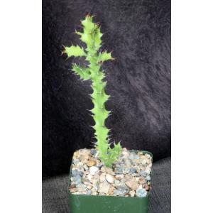 Euphorbia wakefieldii 4-inch pots
