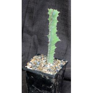 Euphorbia williamsonii 5-inch pots
