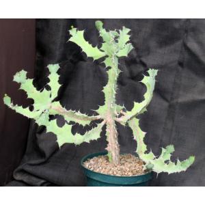 Euphorbia williamsonii 8-inch pots