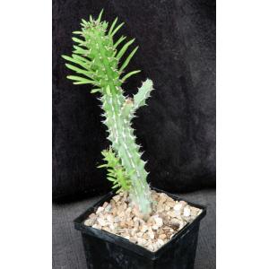 Euphorbia zoutpansbergensis 5-inch pots