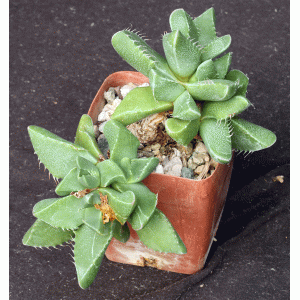 Faucaria britteniae 4-inch pots