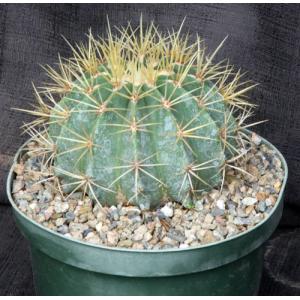 Ferocactus glaucescens 8-inch pots