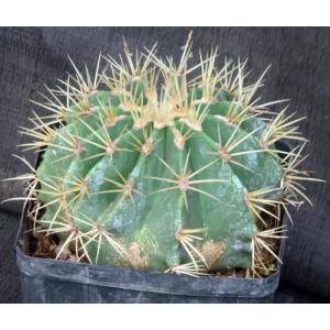 Ferocactus glaucescens one-gallon pots