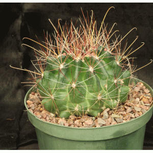Ferocactus hamatacanthus 8-inch pots