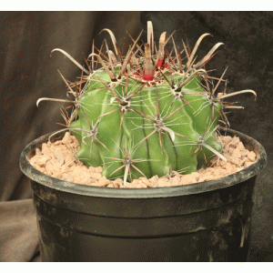 Ferocactus herrerae 2-gallon pots