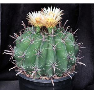 Ferocactus herrerae 2-gallon pots