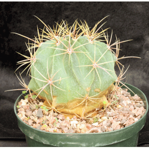 Ferocactus hystrix 8-inch pots