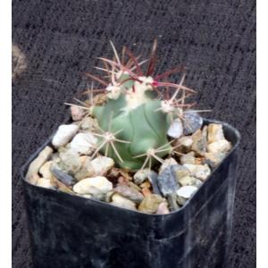 Ferocactus peninsulae var. peninsulae 2-inch pots