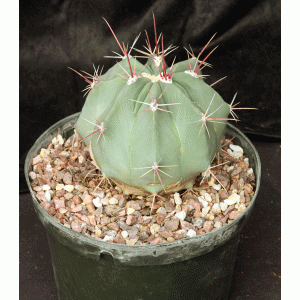 Ferocactus rectispinus (Cerro Potrero) 8-inch pots